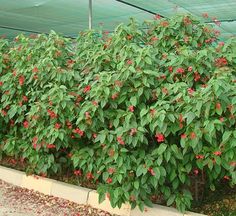 red flowers are growing in the middle of a green planter filled with dirt and gravel