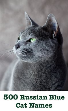 a gray cat with green eyes and the words russian blue cat names in front of it