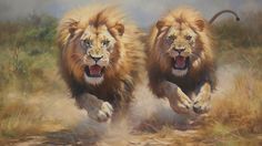 two lions running in the grass with their mouths open