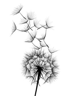 a dandelion blowing in the wind on a white background royalty - art illustration