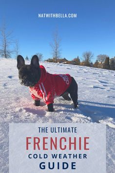 the ultimate frenchie cold weather guide