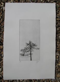 a black and white photo of a tree in the middle of some rocks on the ground