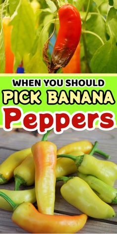 several different types of peppers with the words when you should pick banana peppers