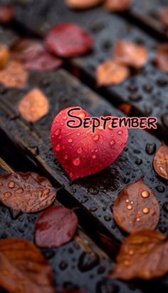 a red heart sitting on top of a wooden bench covered in raindrops and leaves