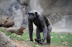 a chimpan standing on top of a lush green field