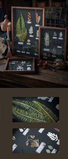 some plants and other things on a table with pictures above them that show different types of leaves