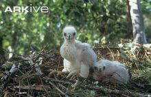 two white birds sitting on top of a nest in the middle of some grass and trees