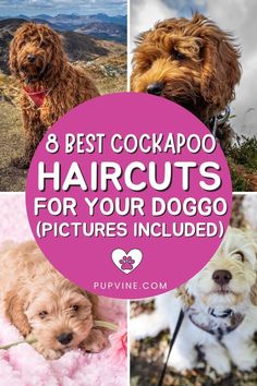 Cockapoo haircuts suggestions that will make your pup irresistible. Plus tips for easier grooming at home and tools you might need. Cockapoo Haircut, Cockapoo Grooming, Puppy Haircut, Dog Remedies, Cockapoo Puppies, Sassy Girl, Dog Grooming, Dog Life, Fur Babies