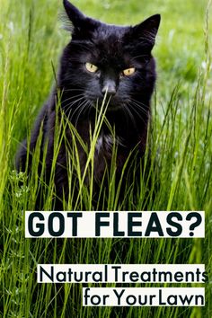 a black cat sitting in tall grass with the words, got fleas? natural treatments for your lawn