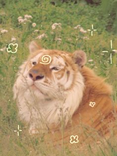 a close up of a tiger laying in a field with flowers and butterflies around it