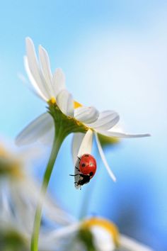 a ladybug sitting on top of a white flower with blue sky in the background