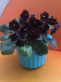 purple flowers in a blue vase on an orange table