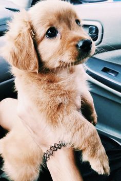 a small dog sitting in the driver's seat of a car with its paws on the steering wheel