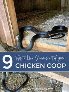 a black snake on the ground with text overlay that reads 9 tips to keep snakes out of your chicken coop