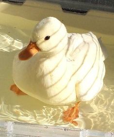 a duck that is sitting in some water