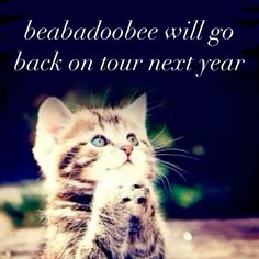 a small kitten sitting on top of a wooden floor next to a sign that says beaabooe will go back on tour next year