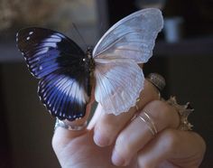 a person holding a butterfly in their hand