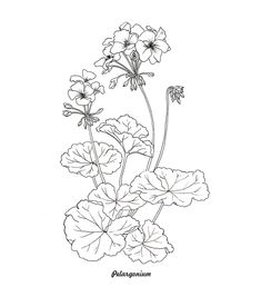 some flowers that are in the middle of a line art style drawing, with black and white ink