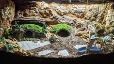 an aquarium filled with plants and rocks