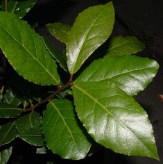 a green leafy plant with lots of leaves on it