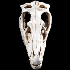 an animal's skull is shown against a black background