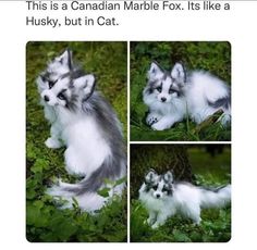 a collage of four pictures of a baby fox sitting in the grass, with caption that reads, this is a canadian marble fox, it's like a husky, but in cat