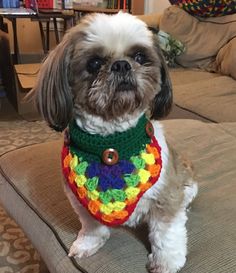 a small dog sitting on top of a couch wearing a colorful crochet scarf