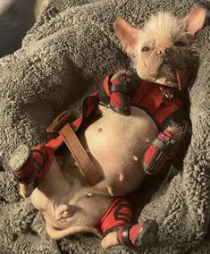 a hairless dog dressed in red and black clothes laying on top of a bed