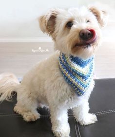 a small white dog wearing a blue and yellow knitted bandana on top of a couch