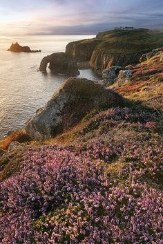 wildflowers growing on the side of a cliff overlooking the ocean and cliffs at sunset