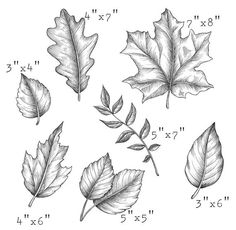 four different types of leaves with numbers on the bottom and one is drawn in pencil