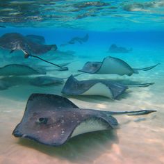 several stingfish swimming in the ocean with blue water