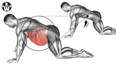 an image of a man doing push ups with the muscles highlighted in front and back