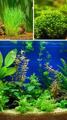 In an Iwagumi aquascape, the choice of carpet plants is crucial to achieve the minimalistic beauty and balance. Each plant offers unique textures and growth patterns that contribute to the overall serenity of the layout.

In this article, I’ll talk about 7 carpeting plants that work wonderfully in an iwagumi aquascape. Whether you are a beginner or want to create an advanced iwagumi aquascape, you can choose a number of plants mentioned in this article.