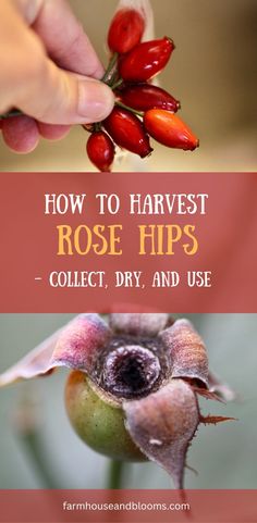 two pictures of rose hips Harvest Rose Hips, Rosehip Recipes, Wild Food Foraging, Foraging Recipes, Magickal Herbs, Edible Wild Plants, Foraged Food, Rose Bushes, Rose Hips