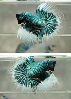 Fighter Fish, Metallic Butterfly, Fort George, Betta Fish Care, Betta Tank, Salt Water Fish, Betta Fish Tank