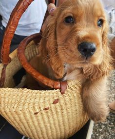 a small brown dog sitting in a basket