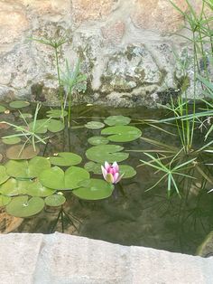 a small pink flower sitting in the middle of a pond