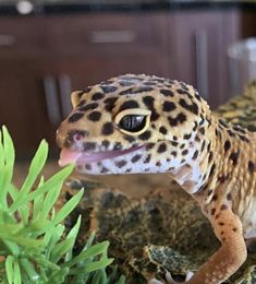 a close up of a small gecko in a terrarium with plants and rocks