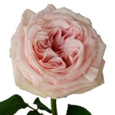 a pink rose with green leaves on a white background