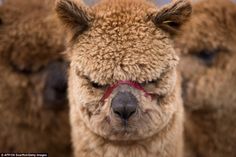 three brown alpacas standing next to each other with their faces covered in fur