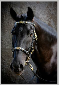 a black horse wearing a gold bridle on it's head and looking at the camera