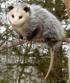 an opossmus sitting on top of a tree branch