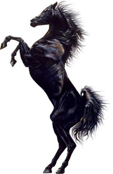 a black horse is standing on its hind legs