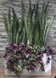 purple flowers and green leaves in a white planter