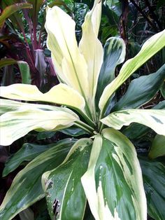 a large green and white plant in the middle of some plants with lots of leaves