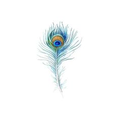 a drawing of a peacock's feather on a white background