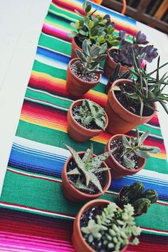 several potted plants are lined up on a striped table runner with colorful stripes in the background