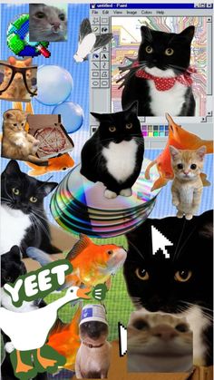 a collage of cats, fish and balloons