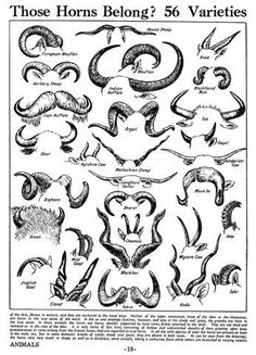 an old black and white poster with different types of horned horns, which are labeled in the